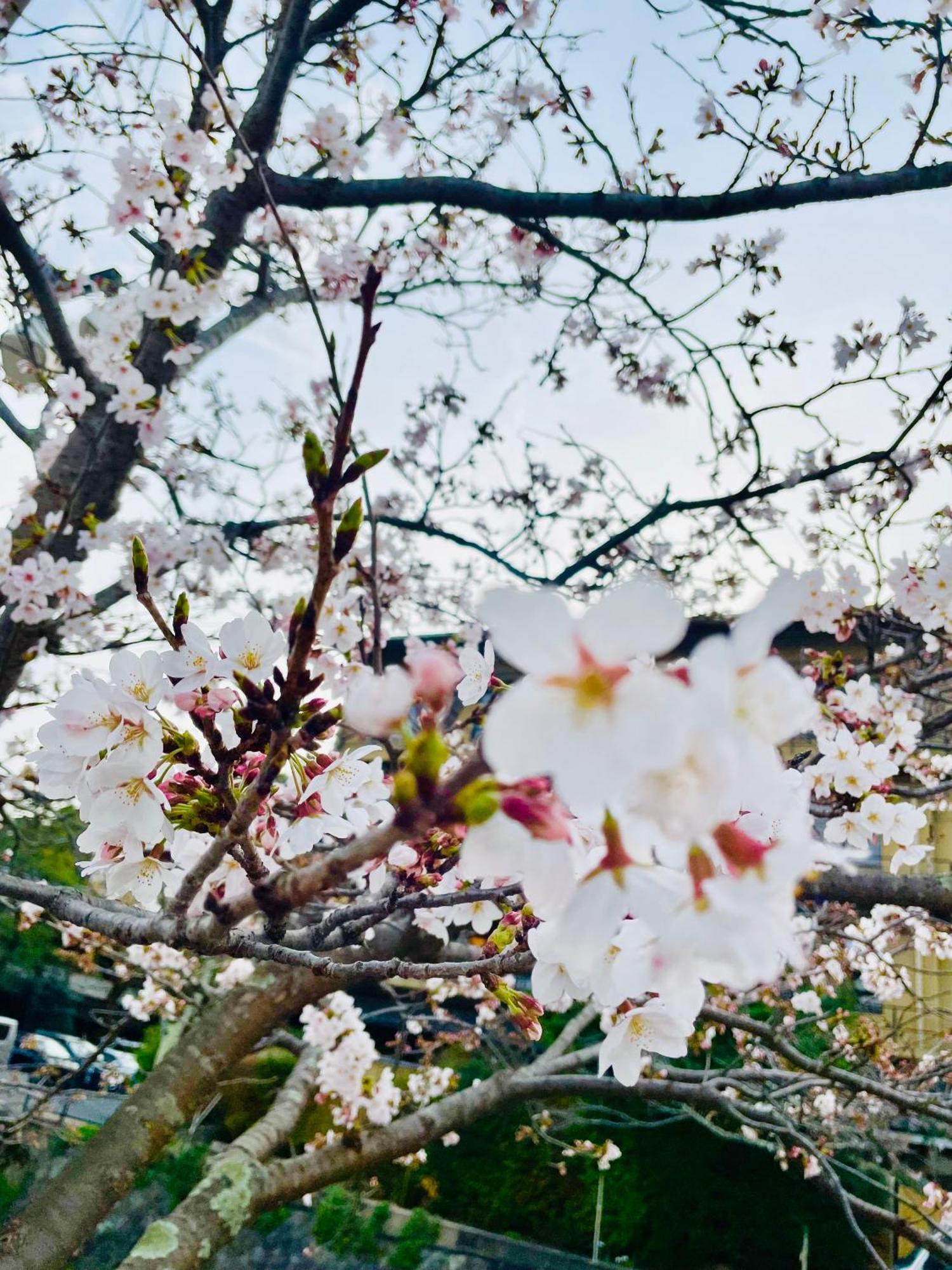 Kyoto Sanjo Ohashi Hotel Kültér fotó